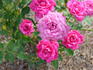 Mary Maud rose photo