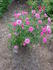 Mary Maud rose photo