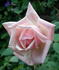 Mevrouw Amelie Müller rose photo