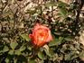 Voyager rose photo