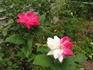 Red Smith's Parish rose photo