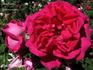 Abraham Zimmerman rose photo