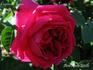 Capitaine Jouen rose photo