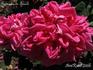 Triomphe de France rose photo