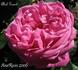 Abel Grant rose photo