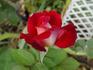 Disco rose photo