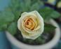 White Chocolate rose photo