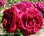 Monsieur Ernest Dupré rose photo