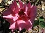 Lyonfarbige Druschki rose photo