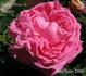 Comte Adrien de Germiny rose photo
