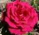 Alfred K. Williams rose photo