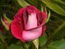 Blue Bell rose photo
