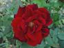 Legend rose photo