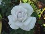 Natasha Monet rose photo