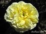 Coupe d'Or rose photo
