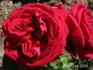 A. Geoffroy de St. Hilaire rose photo