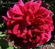 Avocat Duvivier rose photo