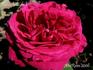 Kaiser Wilhelm I rose photo