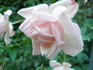 Mevrouw Amelie Müller rose photo