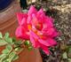 Dragon's Fire™ rose photo