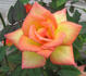 Arizona Sunset rose photo