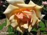 Alois Jirásek rose photo