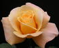 Jema rose photo