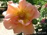 Jacotte rose photo