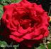 Rouge Meilland rose photo