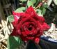 Almost Perfect rose photo