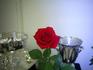 Memphis King ™ rose photo