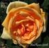 Cannes Festival rose photo