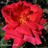 Brasier rose photo