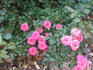 Judy Fischer rose photo