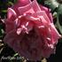 Elise Flory rose photo
