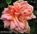 Omega rose photo