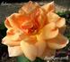 Ankara rose photo