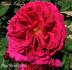 Désirée Fontaine rose photo