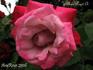 Albert Poyet ®, Cl. rose photo