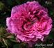 Aglaïa rose photo