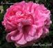 Feu Amoureux rose photo