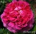 Abailard rose photo