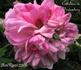 Catherine de Würtemberg rose photo