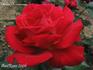 Hilda Heinemann rose photo