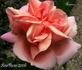 Arioso rose photo