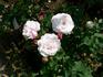 Aline Rosey rose photo