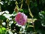 Bérangère rose photo