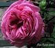 Madame Arthur Oger rose photo