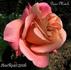 Paris-Match rose photo