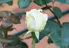 Letizia ® rose photo